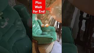 Amaira ka balloon foot Gaya 😱😂 shorts trending viralvideo amaira balloon cat funny comedy [upl. by Camp]