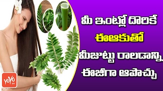 మీ ఇంట్లో దొరికే ఈ ఆకుతో మీ జుట్టు రాలడాన్ని ఈజీగా ఆపొచ్చు  Solution for Hair Fall  YOYO TV Health [upl. by Soane]