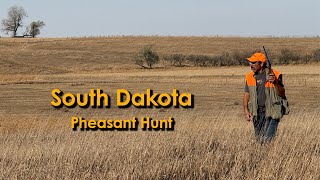 South Dakota Pheasant Hunt  Birds In the Wind and Heat [upl. by Ahselet699]