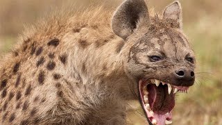 Most Deadliest Hyena [upl. by Ardua]