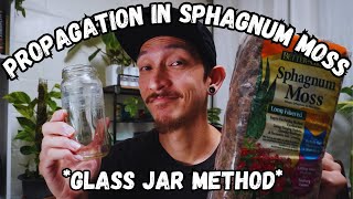 How to Propagate your plants in Sphagnum Moss using a GLASS JAR [upl. by Ymmot]