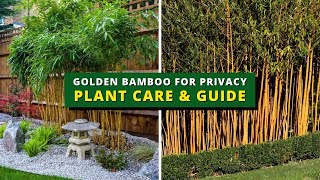 Golden Bamboo for Privacy Plant Care amp Guide  Golden Bamboo Care Prunning Potting amp Repotting [upl. by Laughton46]