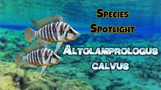 Species Spotlight Pearly Calvus Altolamprologus Calvus [upl. by Eiramlirpa409]