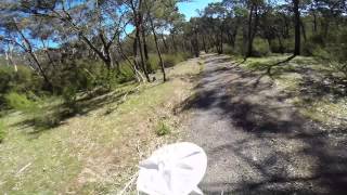 Brown Snakes x 2 Captured and Released Warrandyte Victoria [upl. by Colville445]