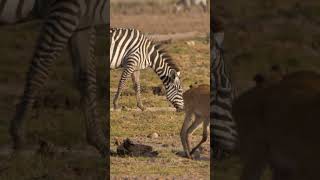 Oxpeckers on Reedbuck shorts kenyawildlife [upl. by Feune]