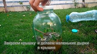 КАК СДЕЛАТЬ ТЕРРАРИУМ Terrarium yasash [upl. by Corson]