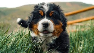 Meet our 8 Adorable Bernese Mountain Dog Puppies 7 weeks old [upl. by Yarised608]