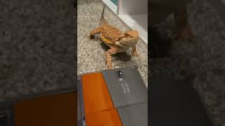 My beardie is obsessed with the vacuum omg 😭😭 beardeddragon reptiles reptileworld [upl. by Adhamh]