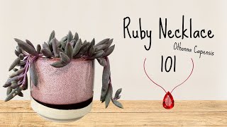 Ruby Necklace 101┃Othonna Capensis [upl. by Lecia]