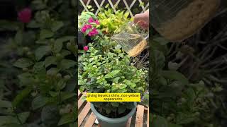 Plant care tips  DIY home remedies for plant growth  Homemade fertilizer for plants gardening [upl. by Atram817]