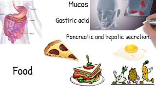 Malabsorption  Simply explained symptoms causes treatment [upl. by Tessy]