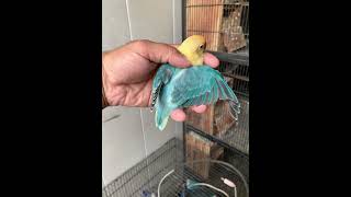 DTurquoise Opaline Fischeri agapornis birds personata lovebirds fischerlovebirds fischeri [upl. by Monreal]