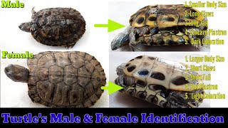 5 Way To Identify Male Or Female Turtle  Turtle Male Female [upl. by Icnan168]