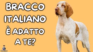 Bracco Italiano Cosa Sapere [upl. by Alfy]