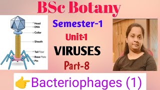 BSc Botany Sem1 Unit1 VIRUS Discovery amp Structure Of Bacteriophage Part8 Lucknow University [upl. by Dennis]