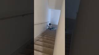 Tried to bring his bike upstairs 😂 funny comedy viralshorts [upl. by Lydia428]