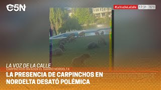 LA VOZ DE LA CALLE INVASIÓN de CARPINCHOS en NORDELTA [upl. by Ecylahs]