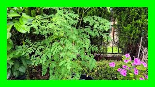 How To Grow Moringa In Containers Growing Moringa Indoors [upl. by Llenrev666]