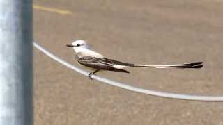 Scissortailed Flycatcher [upl. by Rochell42]