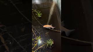 Golden algae eater eating algae From plant stem viralvideo shorts [upl. by Edan]