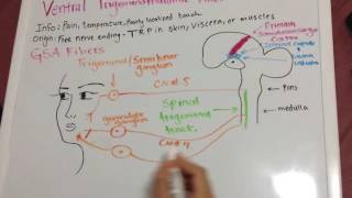 Trigeminal Lemniscus Caudal  Ventral Trigeminothalamic tract [upl. by Mandel]