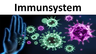 Immunsystem Einführung  Zusammenfassung  Biologie Oberstufe [upl. by Olivann]