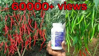 Best Insecticide for chilli crop  more chillies  Mirchi best fertilizer Guntur mirchi in Telugu [upl. by Etezzil978]