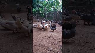 Muscovy duck duck duckbill lovelyduck swan meeting swans animals animalworld chicken [upl. by Anaeed]