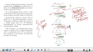 CSIR PYQs Biosynthesis of Pyrimidine Nucleotides  Inhibitors amp Regulation [upl. by Brynna990]