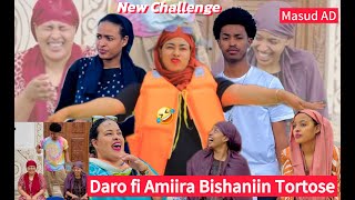 Daro fi Amiira Bishaaniin Tortorse New Challenge [upl. by Lawlor]