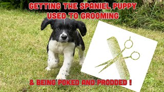 INTRODUCING PUP TO GROOMING AND OTHER ESSENTIALS [upl. by Skillern]