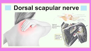 dorsal scapular nerve [upl. by Nerra]