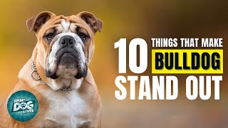 10 Things That Make a Bulldog Stand Out [upl. by Norvan879]