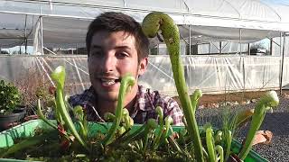 La planta COBRA Darlingtonia californica [upl. by Emmuela]