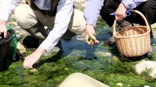 Sea Foraging in Dorset [upl. by Kalb]