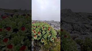 极其稀有的高原植物红景天也是一种中药材The extremely rare plateau plant Rhodiola is also a traditional Chinese medicine [upl. by Coussoule]