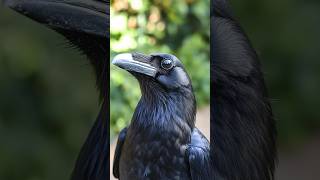 Crows The Geniuses of the Bird World 5facts Crows Animals Shorts [upl. by Bendick]