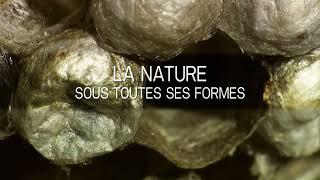 La nature sous toutes ses formes  Bande annonce SalamandreTV [upl. by Hsepid978]