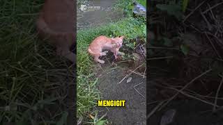 Momen Tak Terduga Kucing vs Kepiting 😱 shorts [upl. by Aham529]