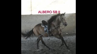 ALBERO SB II PRE Wallach gelding wwwandalusiercom [upl. by Aneleve]