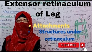 Extensor retinaculum of leg attachments  structures deep to Extensor retinaculum  lower limb [upl. by Eelram659]