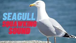 Seagull Squawking Sound [upl. by Rramel770]