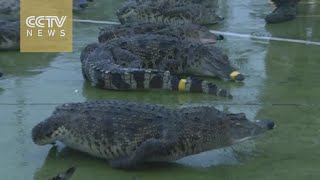 Guangxi police seize frozen Siamese crocodiles [upl. by Jarred]