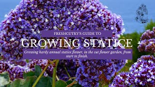 GROWING STATICE Easy to Grow HARDY ANNUAL Flowers for the Cut Flower Garden [upl. by Atteragram]