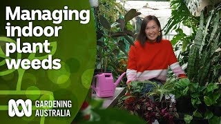 How to stop your indoor plants from becoming weeds  Indoor Plants  Gardening Australia [upl. by Acinyt]