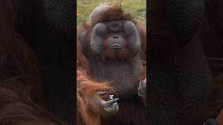 Orangután y Gorila 🦍 🦧 animales [upl. by Lorola]