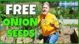 Never Buy Seeds Again  How to Collect Onion Seeds amp Chives [upl. by Raimundo840]