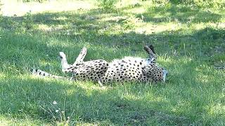 Gepard som rullar sig Cheetah rolls in the grass Acinonyx jubatus [upl. by Rednaxela726]