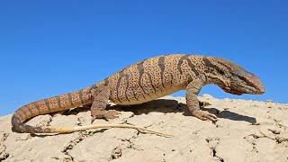 5 Wild Animals in Morocco Part 2 [upl. by Bogosian286]