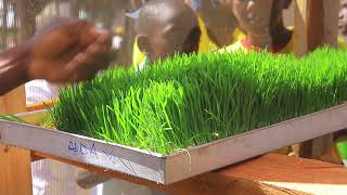 HYDROPONIC FODDER TECHNOLOGYAGRICULTUREMROLANGOETTI COLLAGE ELDORET [upl. by Oos497]